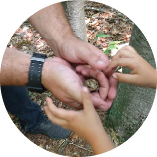 Two pairs of hands hold a frog